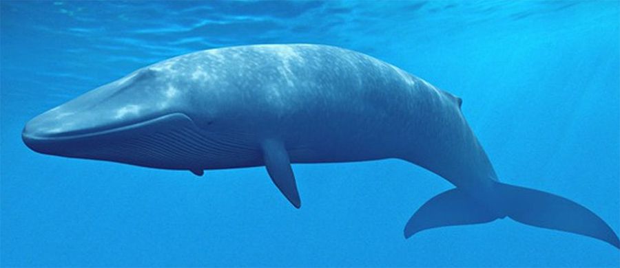 baleia-azul-bauru-home