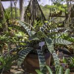 Exposição Bromélias Jardim Botânico de Bauru