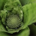 Exposição Bromélias Jardim Botânico de Bauru