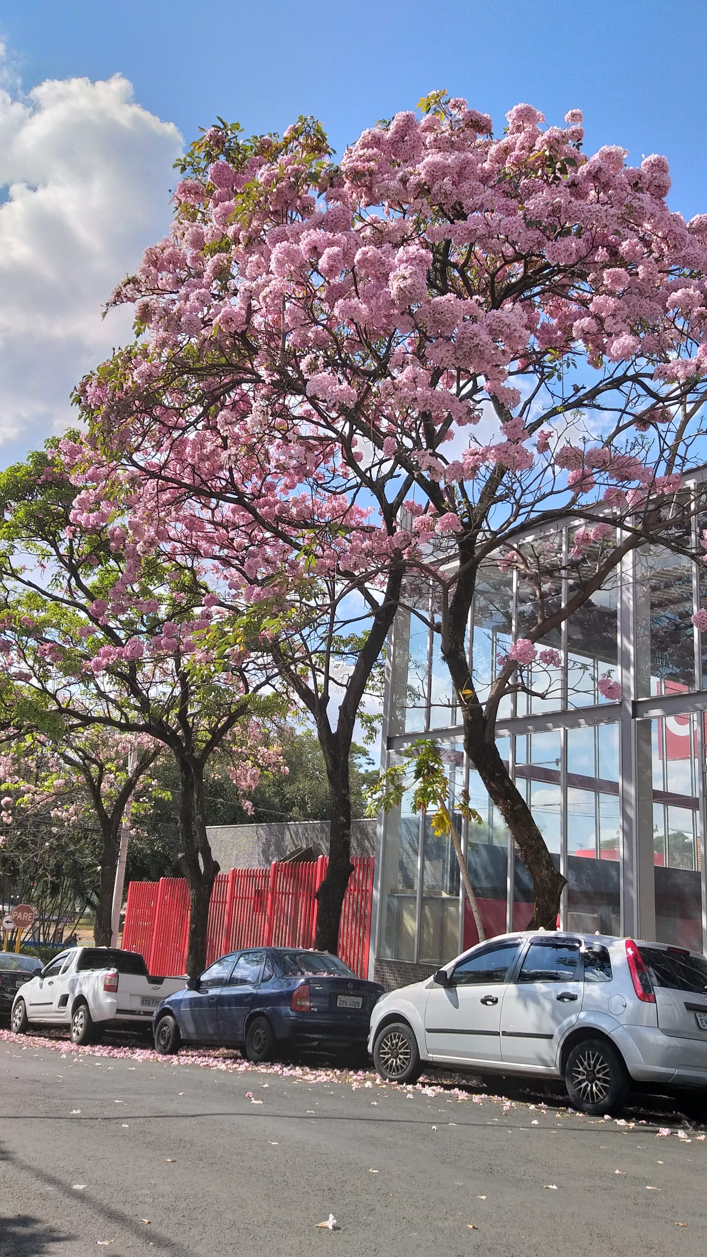 ipês de bauru