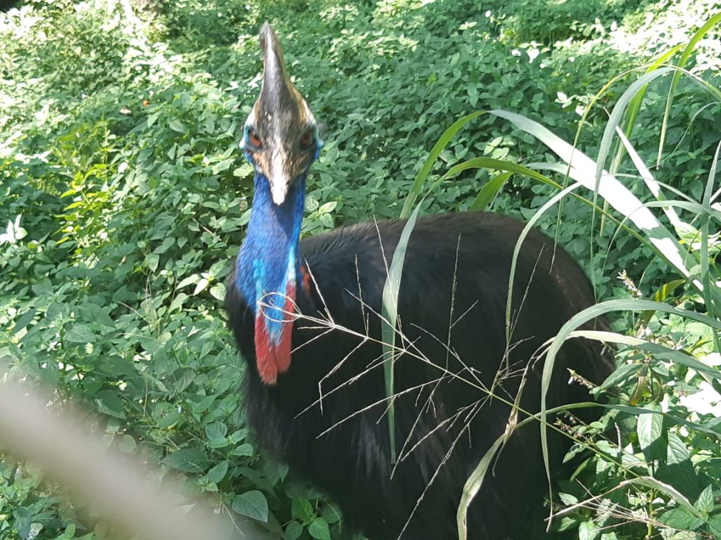 zoo bauru casuar