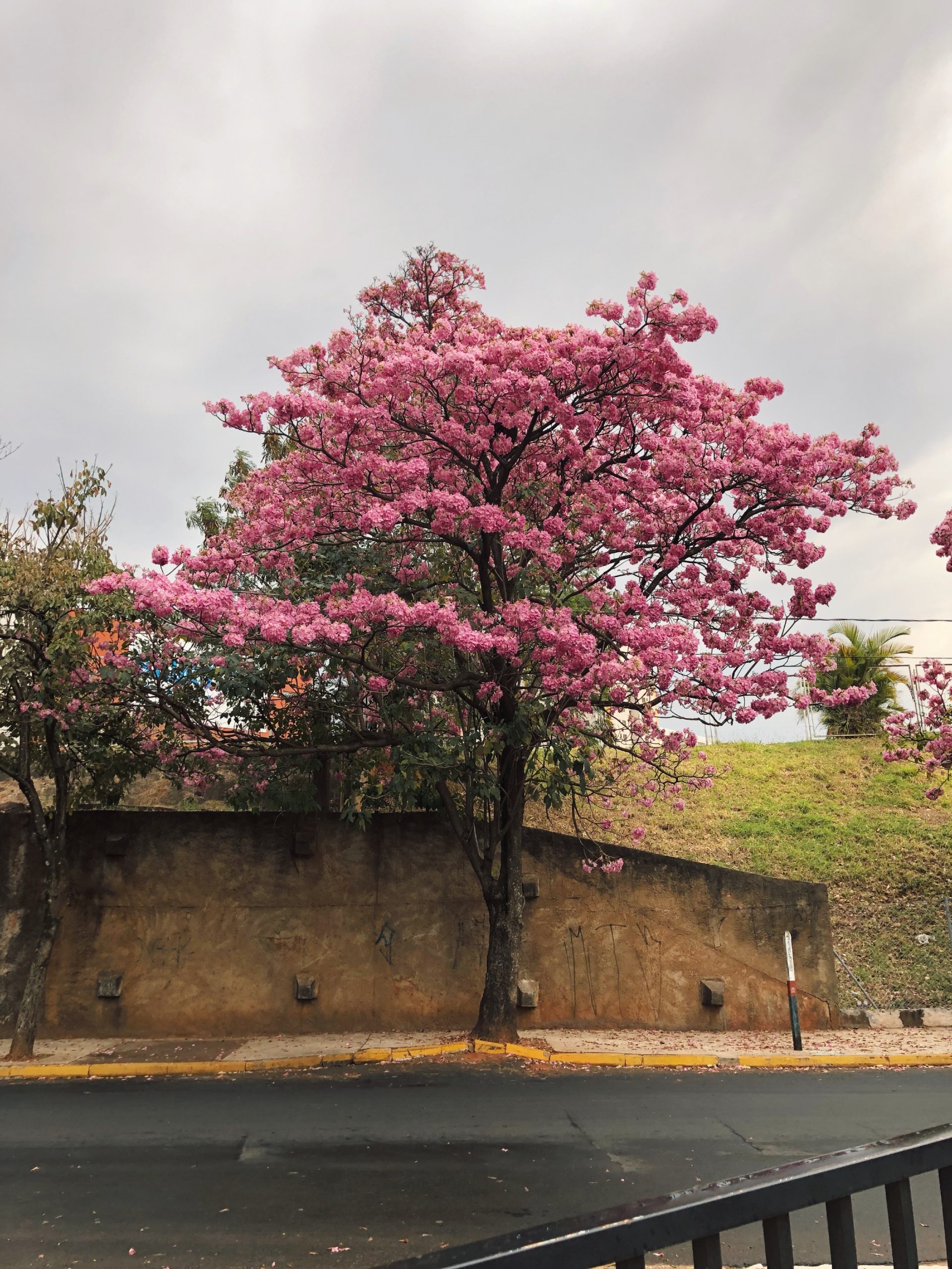 ipês de bauru