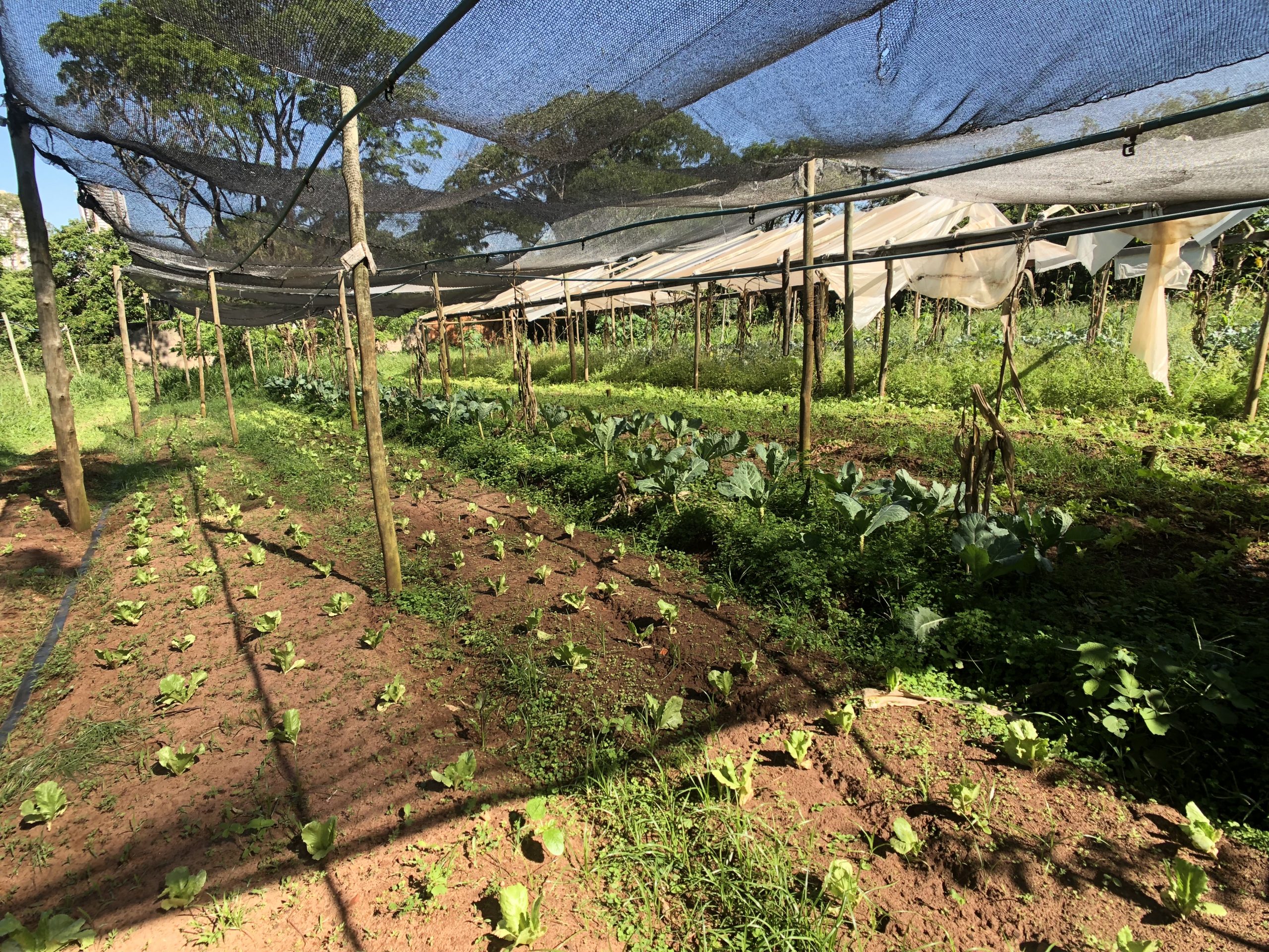 alimentos orgânicos bauru
