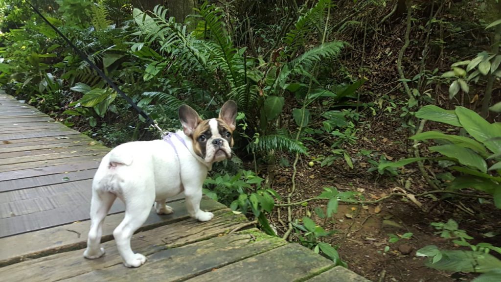 viajar com pets