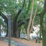 Bosque da Comunidade em Bauru