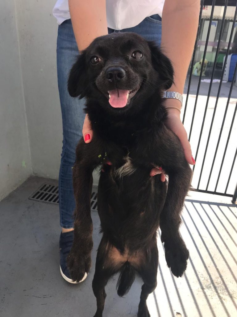 animais de rua