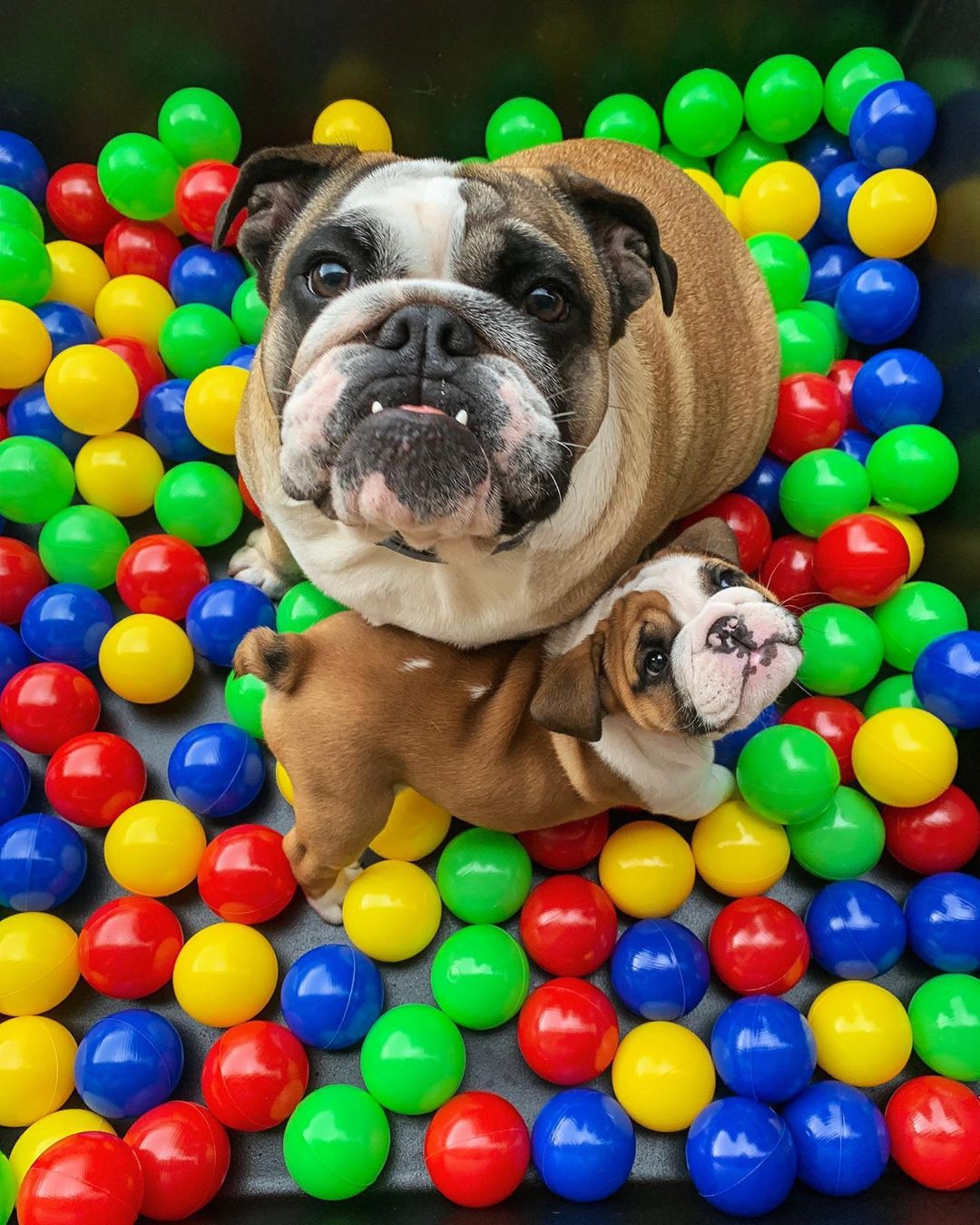 instapets