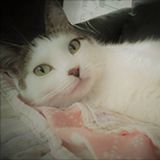 gato-camilla