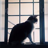 gato-paula
