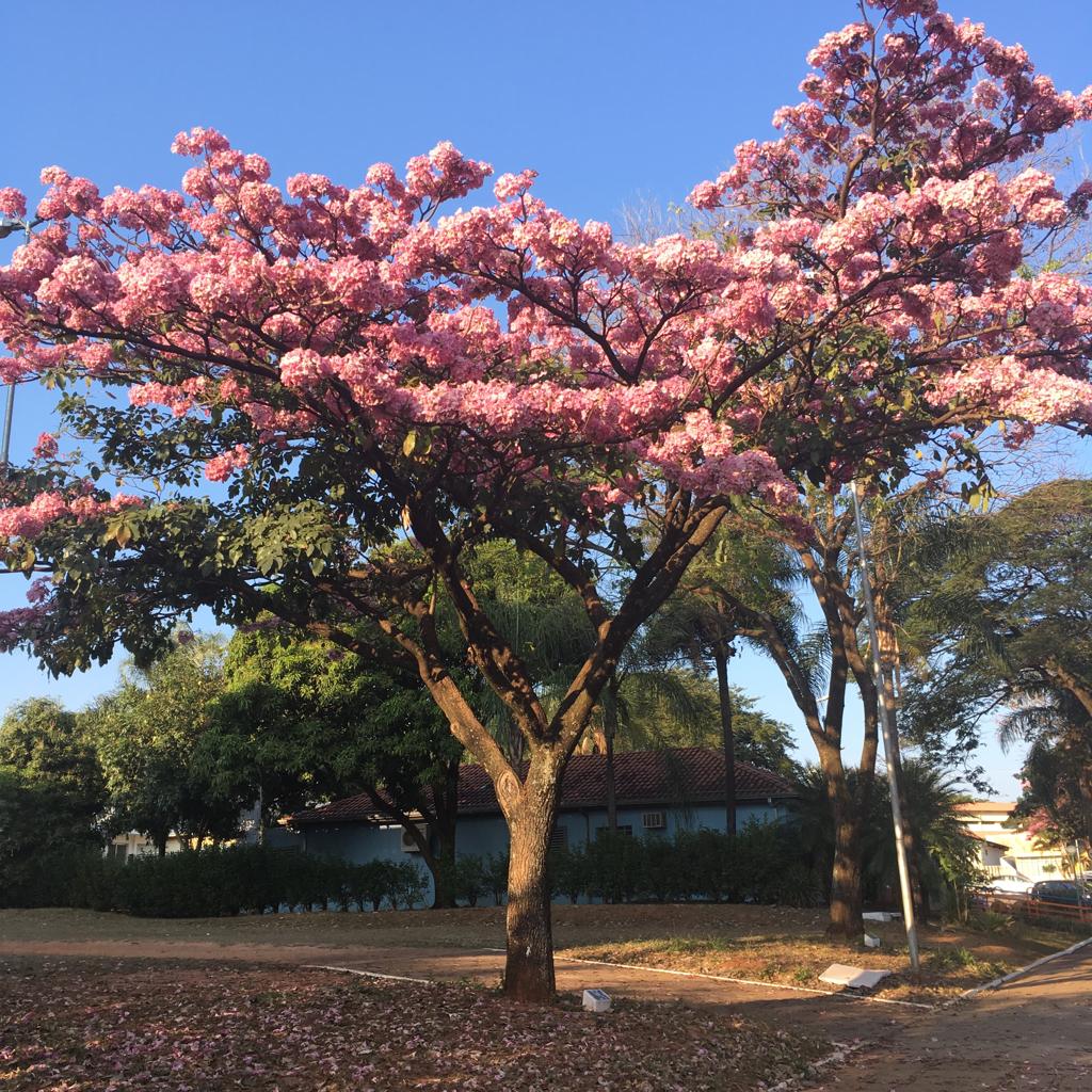 ipês de bauru