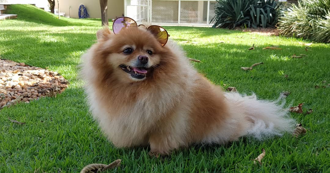 lady manfrinato instapet