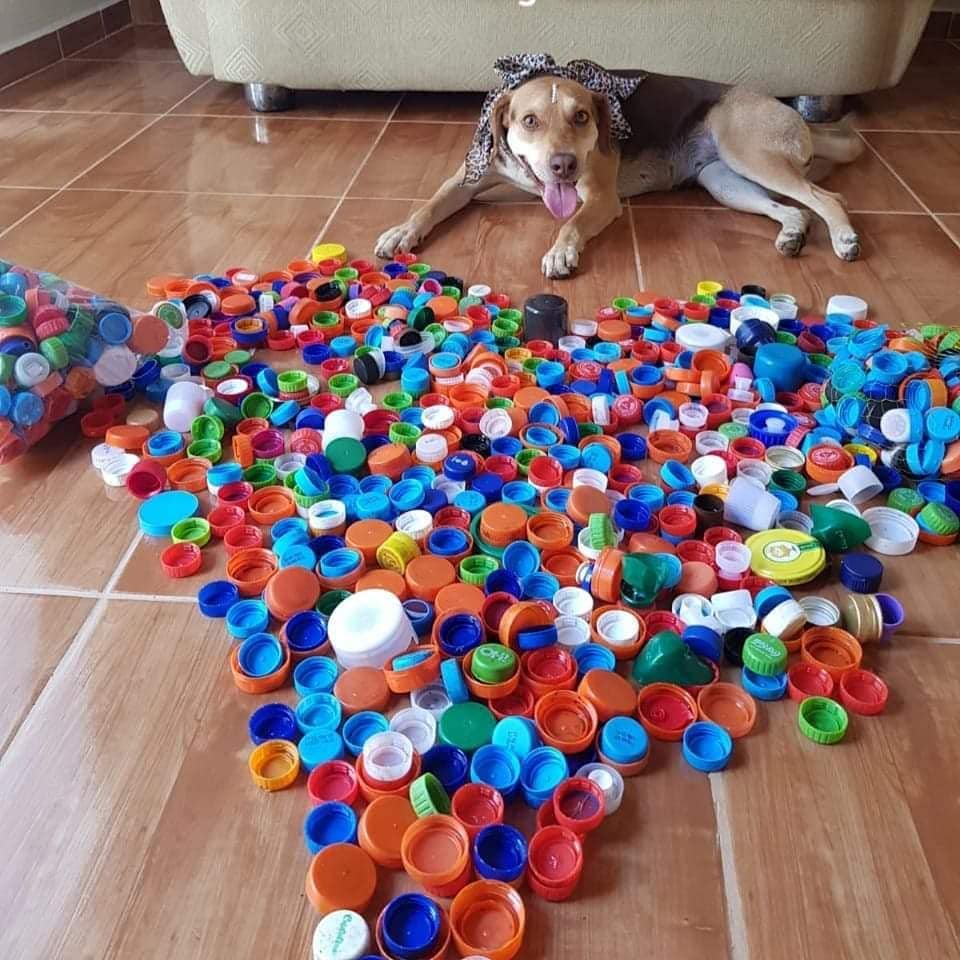 eco patinhas