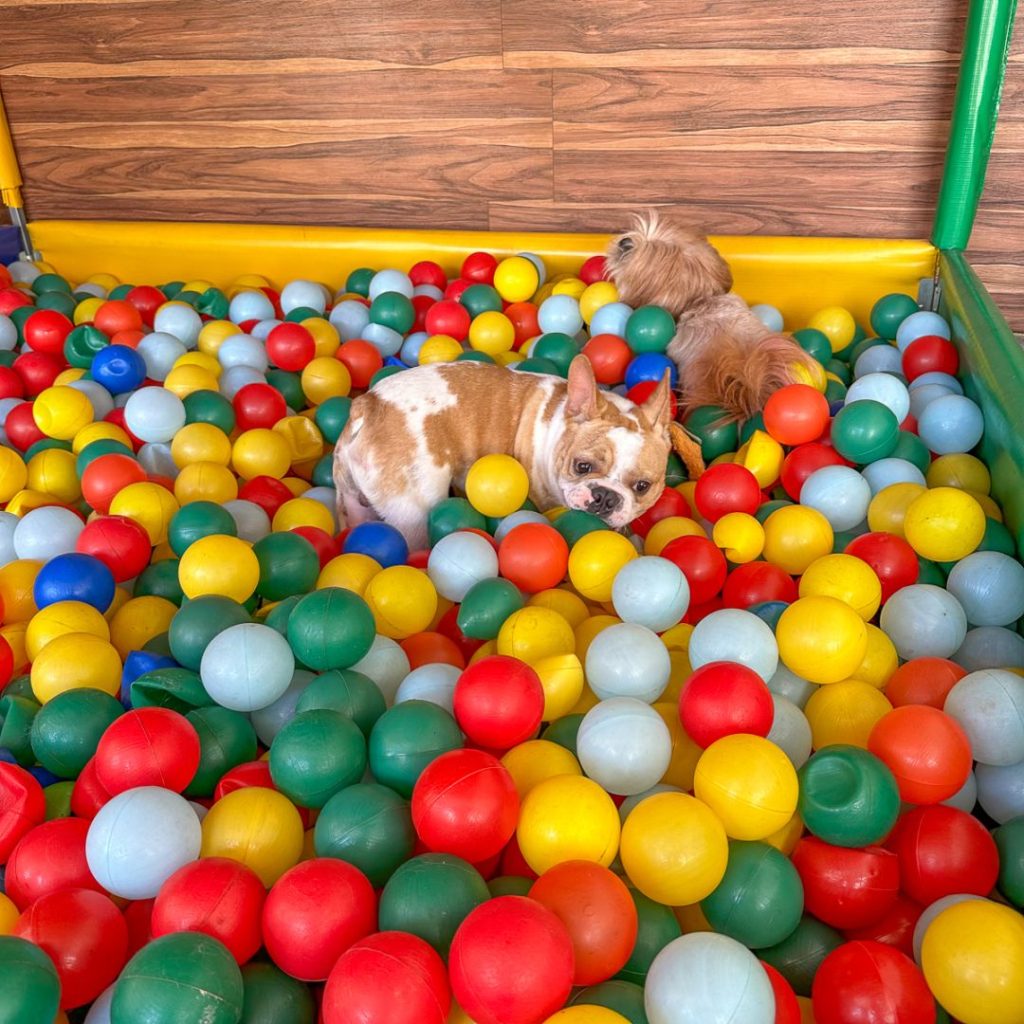 Creche e hotel pet