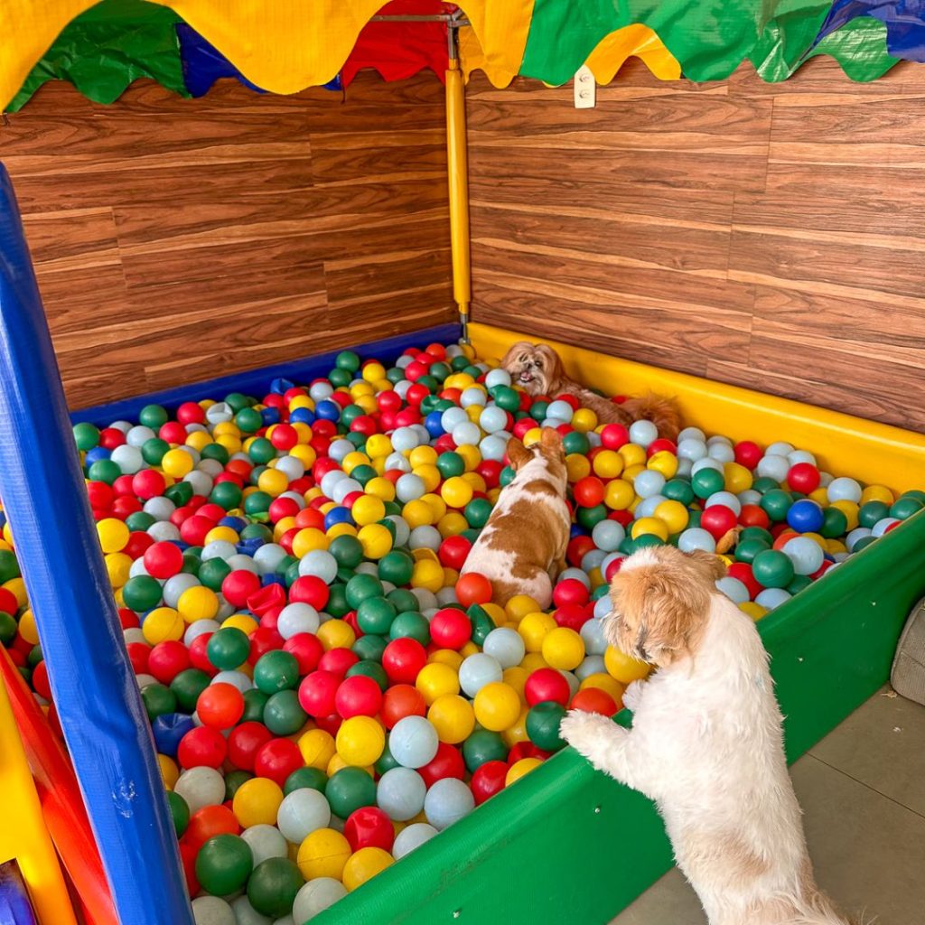 Creche e hotel pet