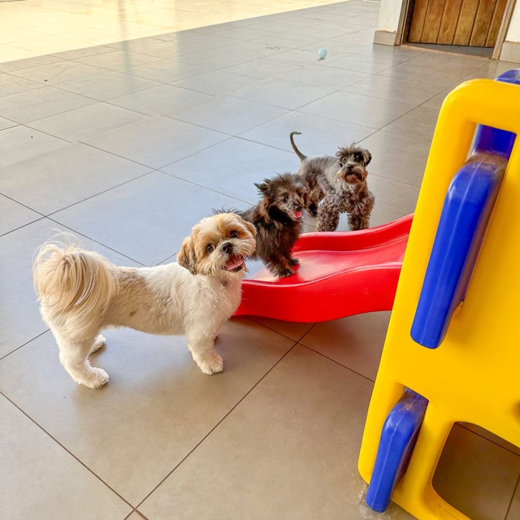 Creche e hotel pet